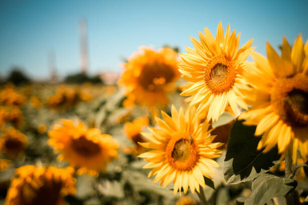 Plakát Close-up of sunflowers on field against