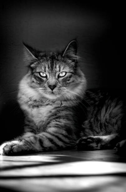 Plakát Close-up portrait of cat sitting on floor