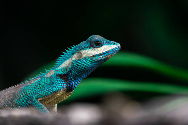 Plakát Close-up shot of The blue-crested lizard.