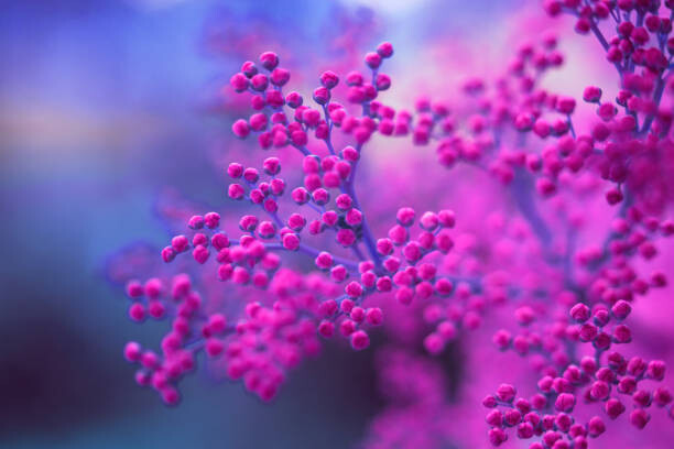 Plakát Close up The Purple small round