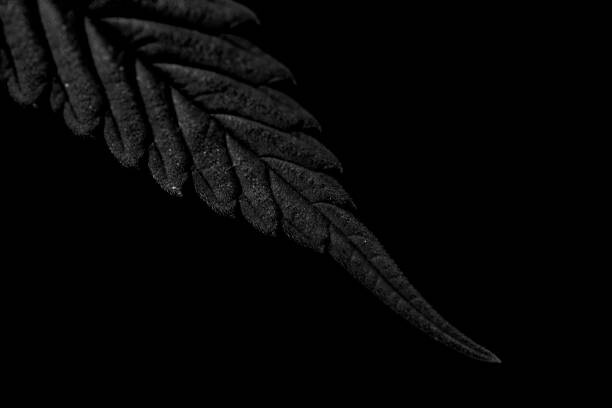 Plakát Close ups of leaves of cannabis