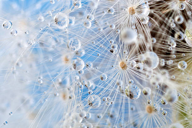Plakát Dandelion and dew drops - Abstract