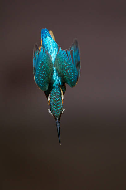 Plakat Diving Alcedo atthi