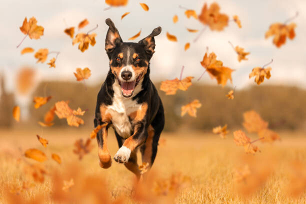 Plakát Dog jumping in autumn leaves