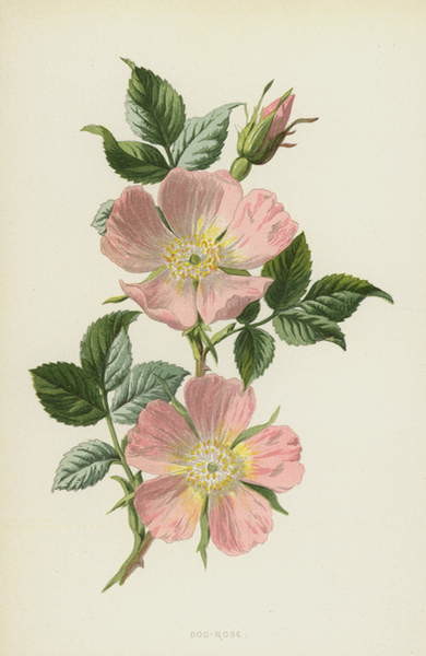 Plakát Dog-Rose