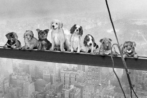 Plakát Dogs on girder