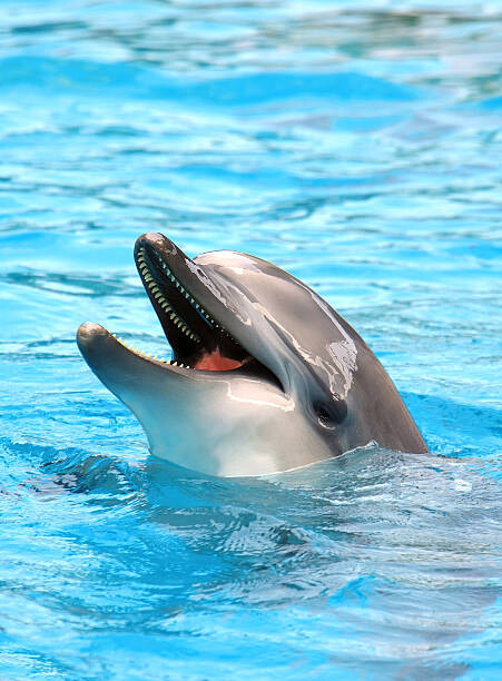 Plakát Dolphin open mouth