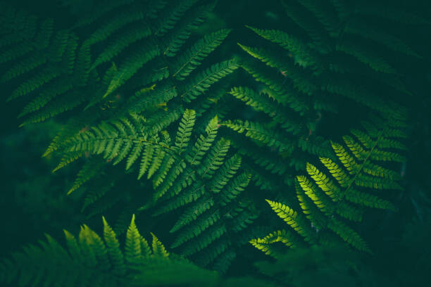 Plakát Fern Background