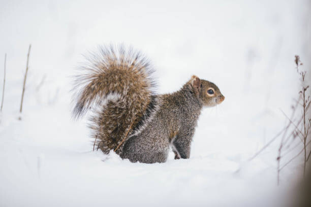Plakát Fluffy friend,Close-up of gray squirrel on