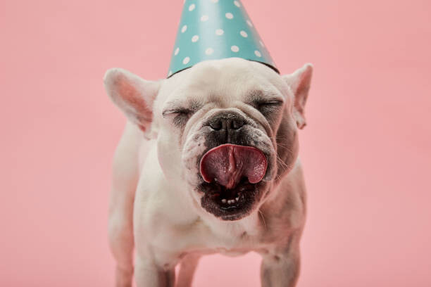 Plakát french bulldog in blue birthday cap