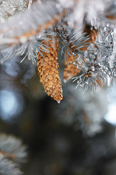 Plakát Frozen pinecones in winter