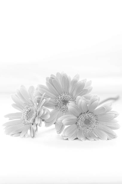 Plakát gerbera bouquet (monochrome)