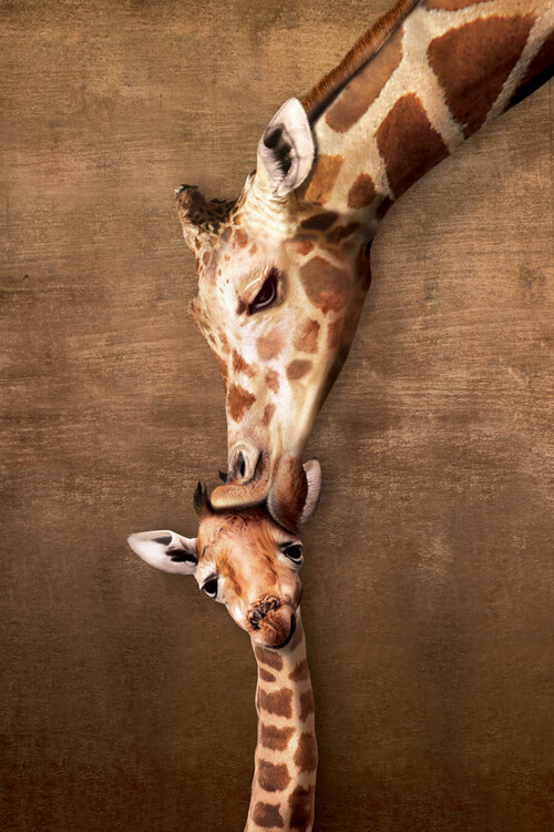 Plakát Giraffe Mother's Kiss