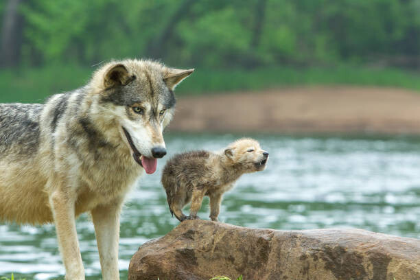 Plakát Gray Wolf pup and adult