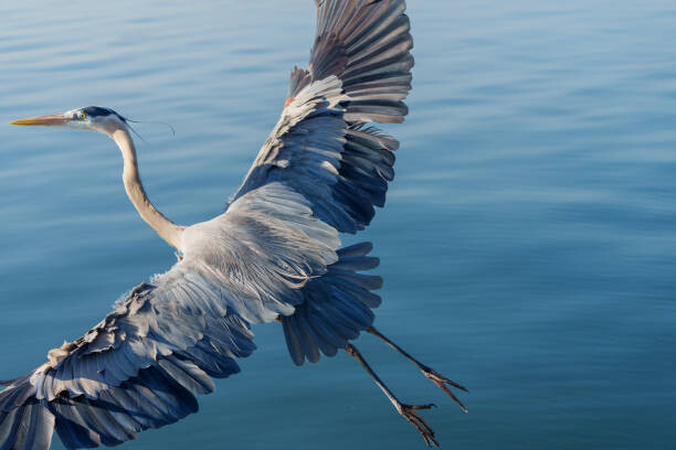 Plakat Great Blue Heron