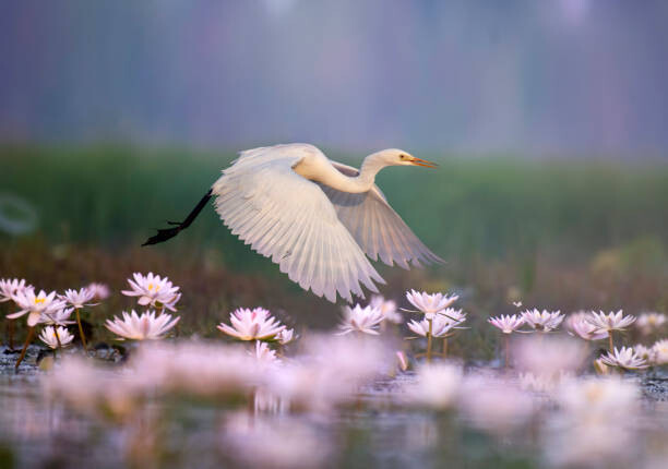 Plakát Great Egret iflying in  water lily pond