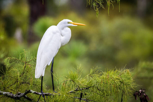 Plakát Great Egret Perched on Branch