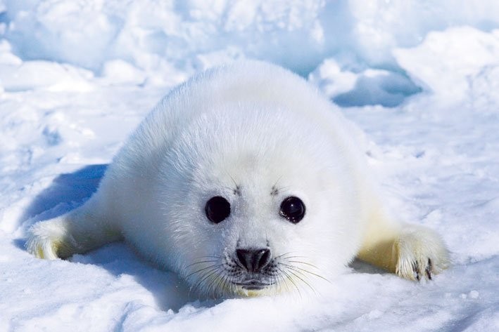 Plakat Harp seal pup
