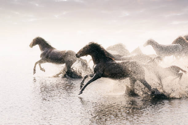 Plakát Herd of Wild Horses Running in Water