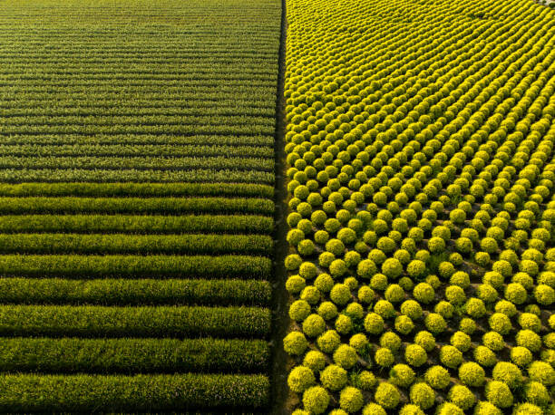 Plakat High Angle View Of Shrub