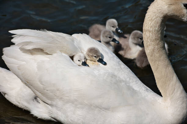 Plakát High angle view of swans swimming