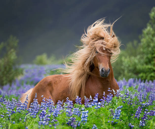Plakát Horse running by lupines