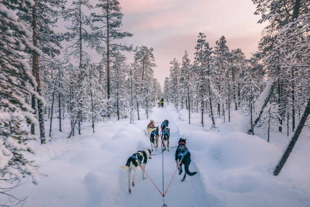 Plakát Husky dog sledding in Lapland, Finland