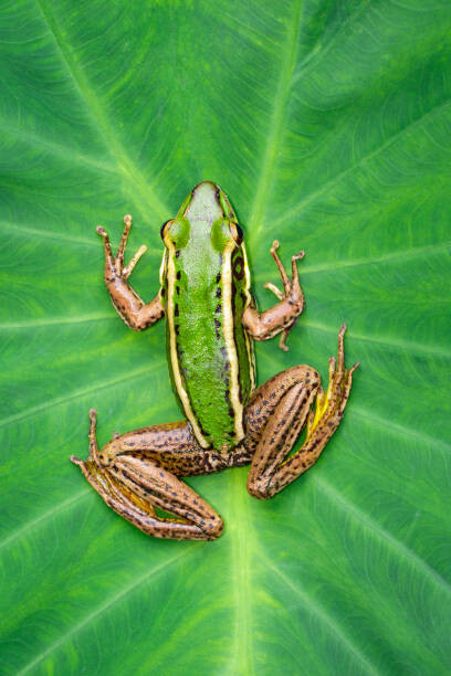 Plakát Image of paddy field green frog