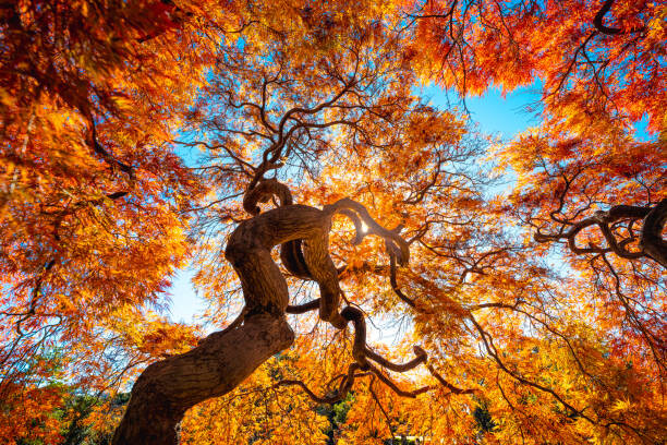 Plakát Japanese Maple tree in autumn, Japan
