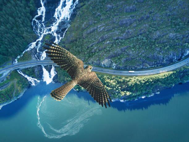 Plakát Kestrel flying above ocean, rocky land,