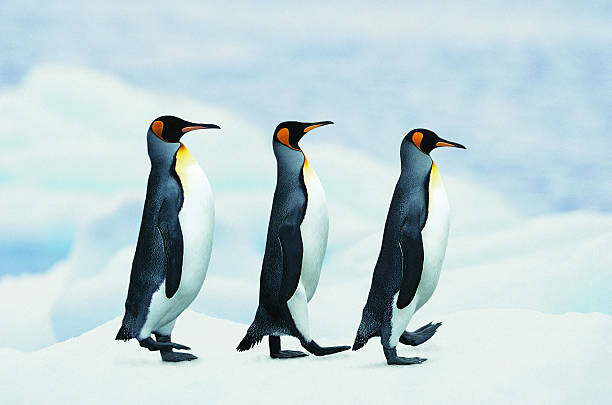 Plakat King Penguins walking in single file