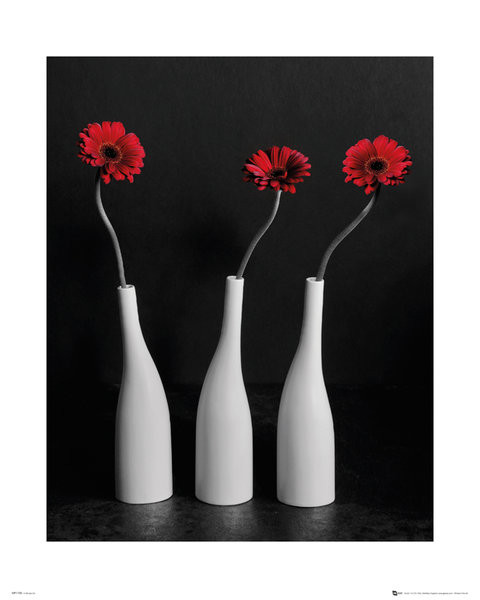 Plakat Kwiaty - Gerberas