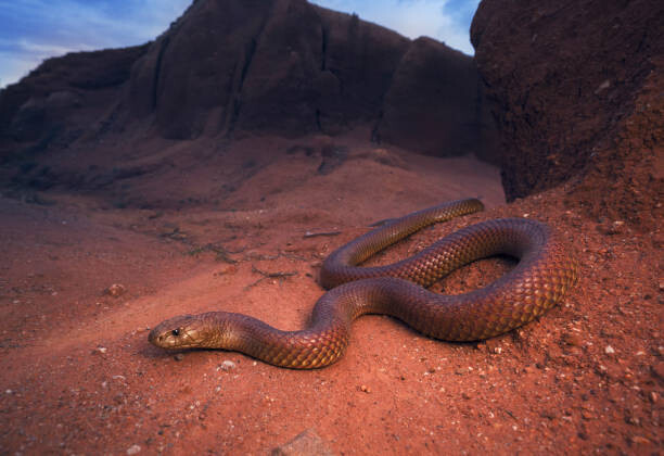 Plakát Large, wild king brown/mulga snake