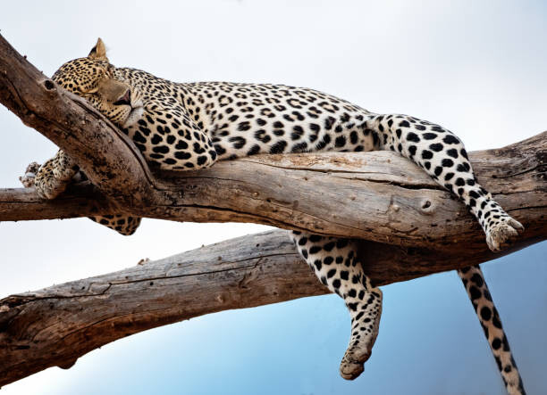 Plakát Leopard Lying in Tree Against Blue