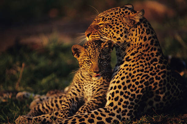 Plakát Leopard mother and cub , resting