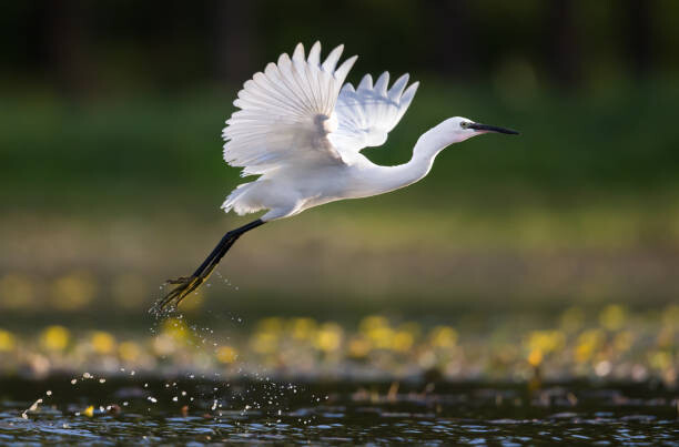 Plakát Little egret flying above the pond.