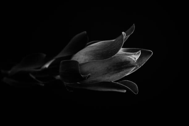 Plakát Macro photo of tropical plant in black and white