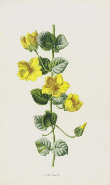 Plakát Moneywort
