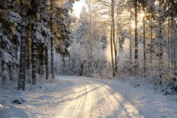 Plakát Narrow snowy forest road on a sunny winter day