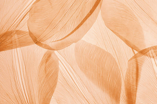 Plakát Nature pattern of dry petals, transparent