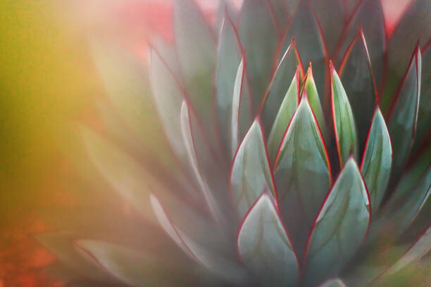 Plakát Nature - Succulents - shades of green