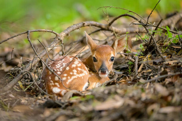 Plakát Newborn white-tailed deer fawn on forest floor