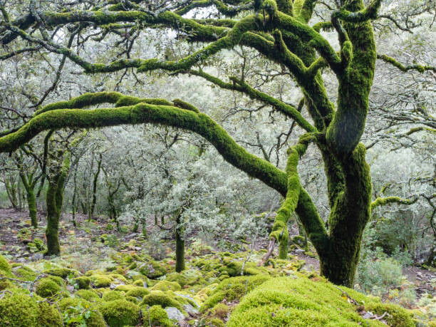 Plakát Old trees full of moss in autumn