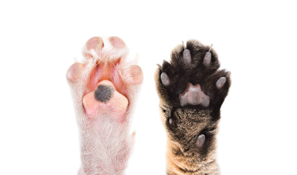 Plakát Paws of cat and dog together