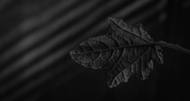 Plakát Photo by: Lyudmila Lucienne