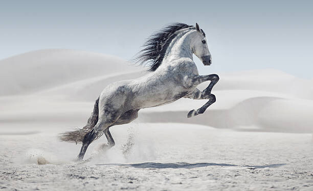 Plakát Picture presenting the galloping white horse