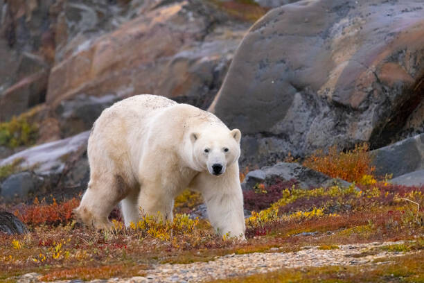 Plakát Polar Bear adult male in autumn colors