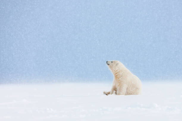 Plakát Polar bear cub in falling snow.