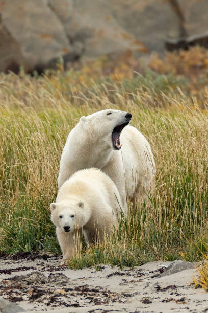 Plakát Polar Bear mother and cub, sow and cub
