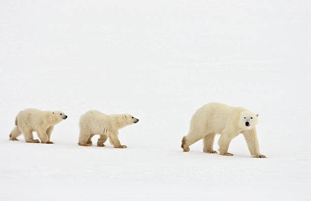 Plakát Polar bear walking with two cubs